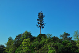 美化树型景观塔